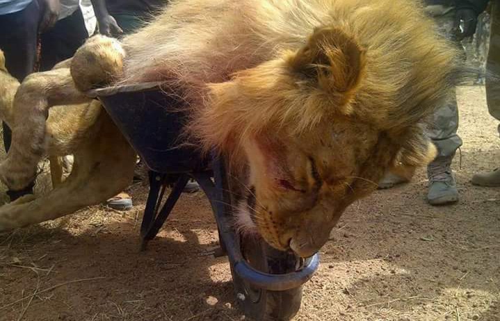 Herdsmen kill oldest lion in Amboseli park