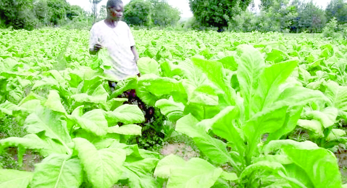 WHO pushes for a stop in tobacco farming subsidies
