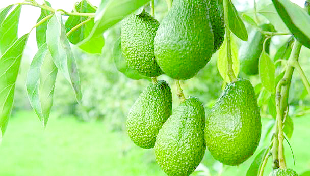 Kenya unveils guidelines to ensure safety of avocado, beans