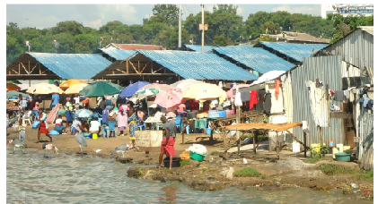 Influx of vultures at Homa Bay Pier attracting tourists