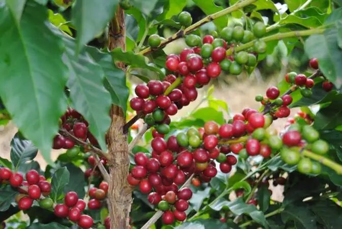 Mt Kenya coffee farmers urge gov’t to weed out cartels, brokers for sector to thrive