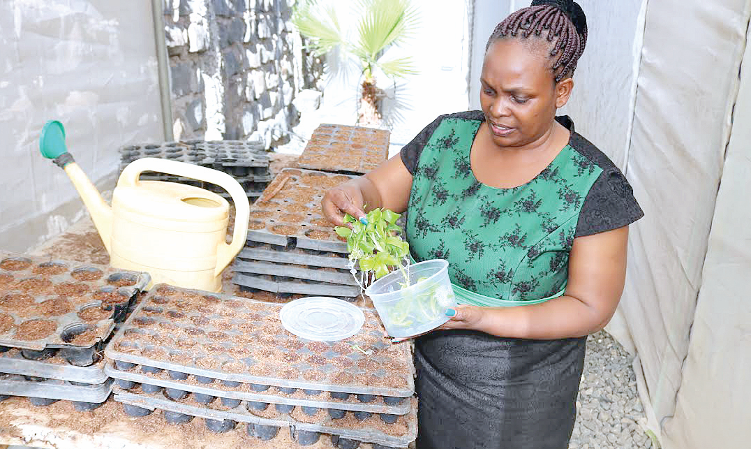 Researcher reaps big from tissue culture seedlings