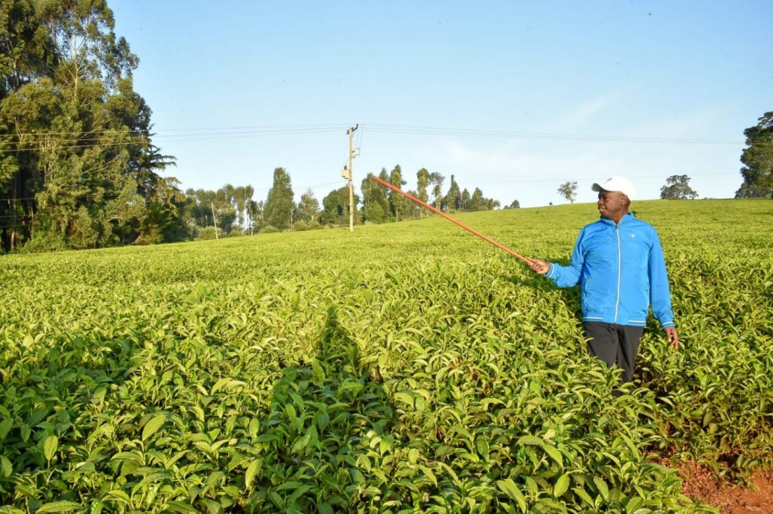 Gachagua inspects tea farms in Meru, reveals plans for reforms conference