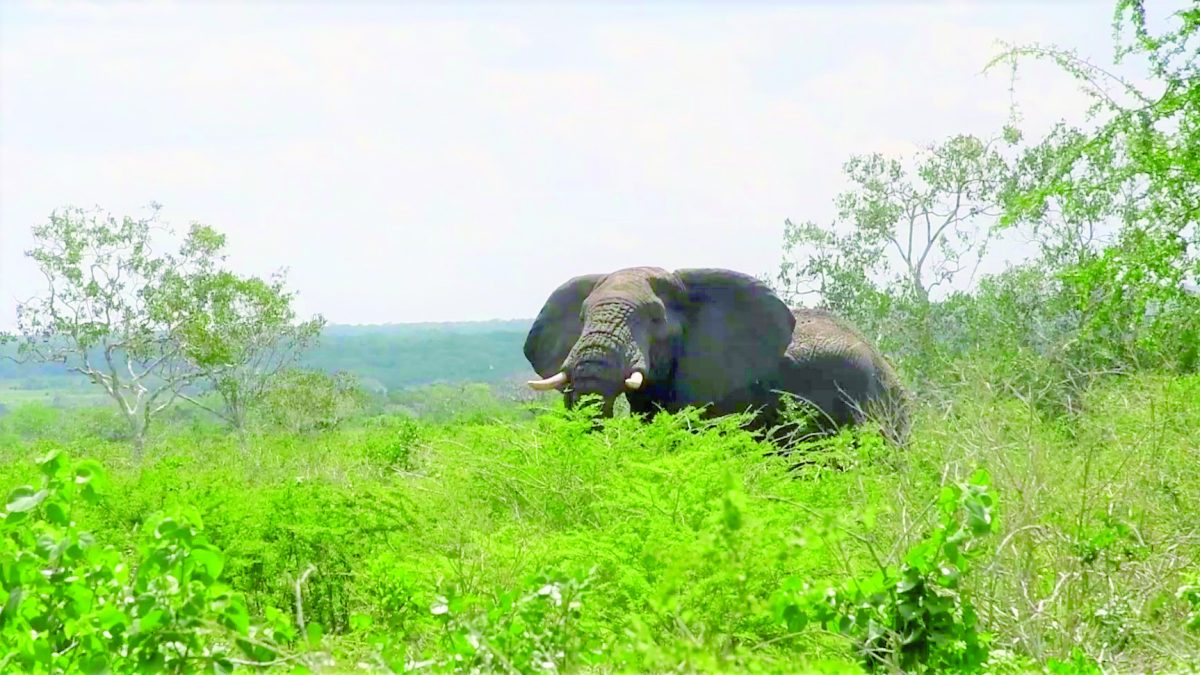 Jumbos shatter bumper harvest hope for farmers