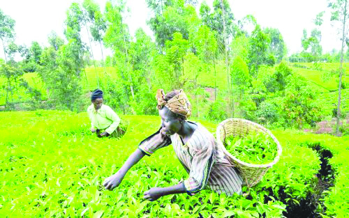 Tea farmers to earn Sh585m in dividends