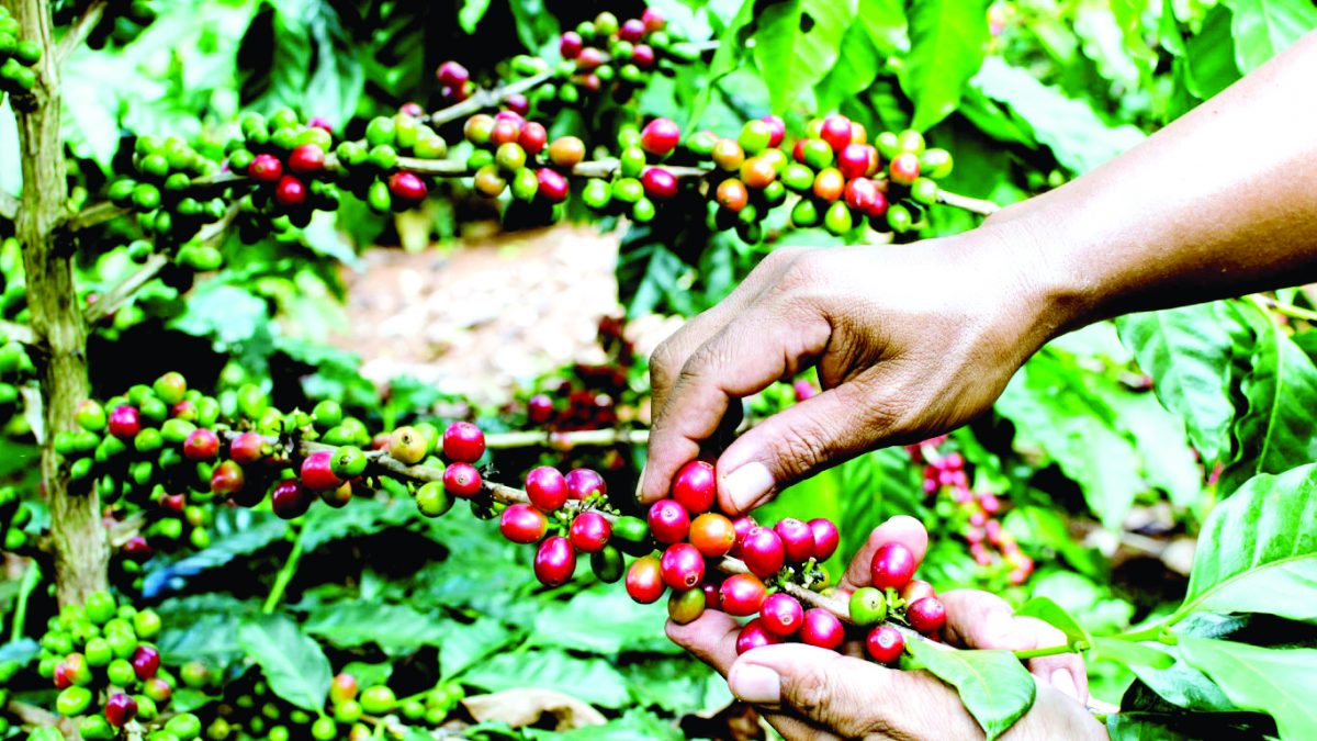 Coffee earnings dipped Sh15b in 2022/23