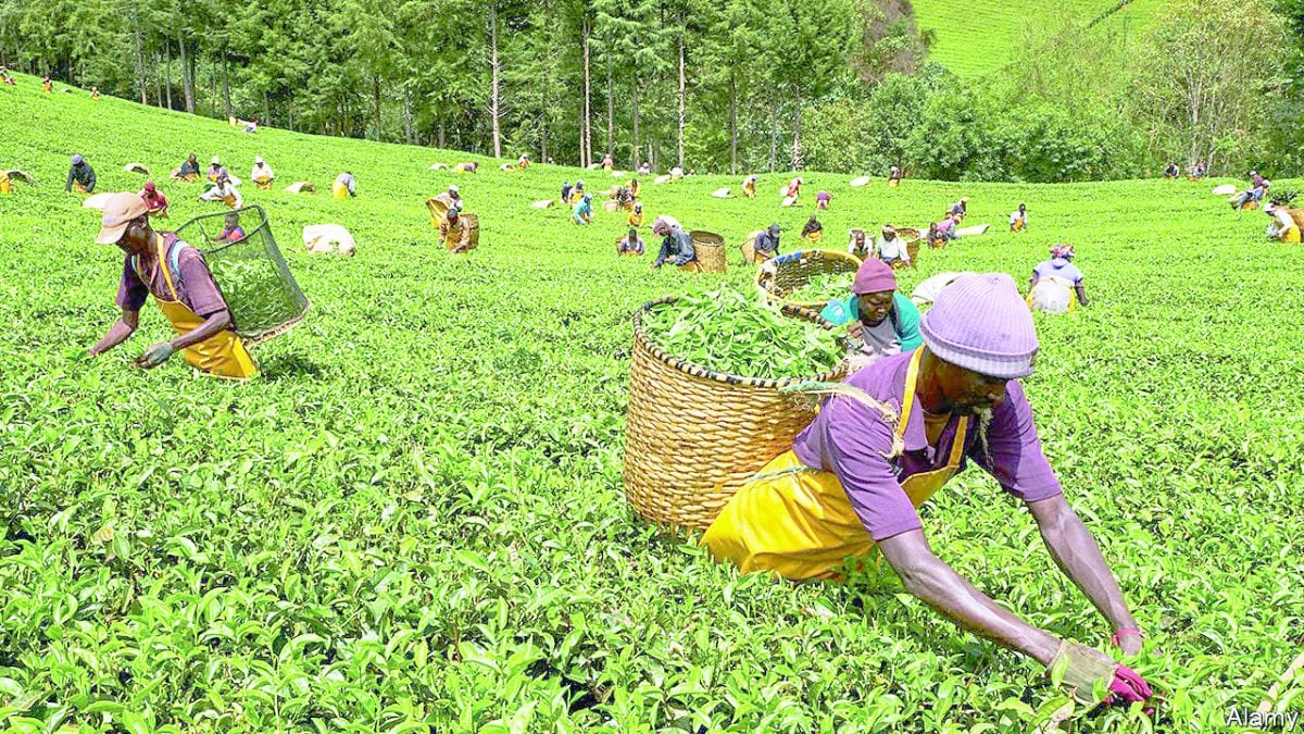 Experts blame low agricultural output on low funding, taxes