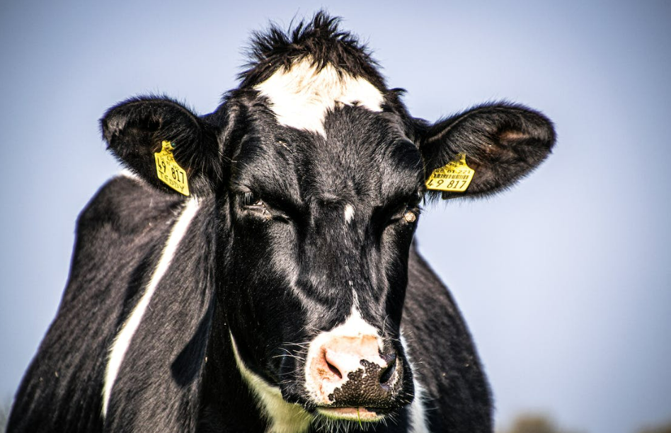 Ministry gives Meru 11,000 jabs to boost dairy farming
