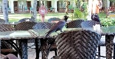 Coast hoteliers decry invasive, nuisance birds