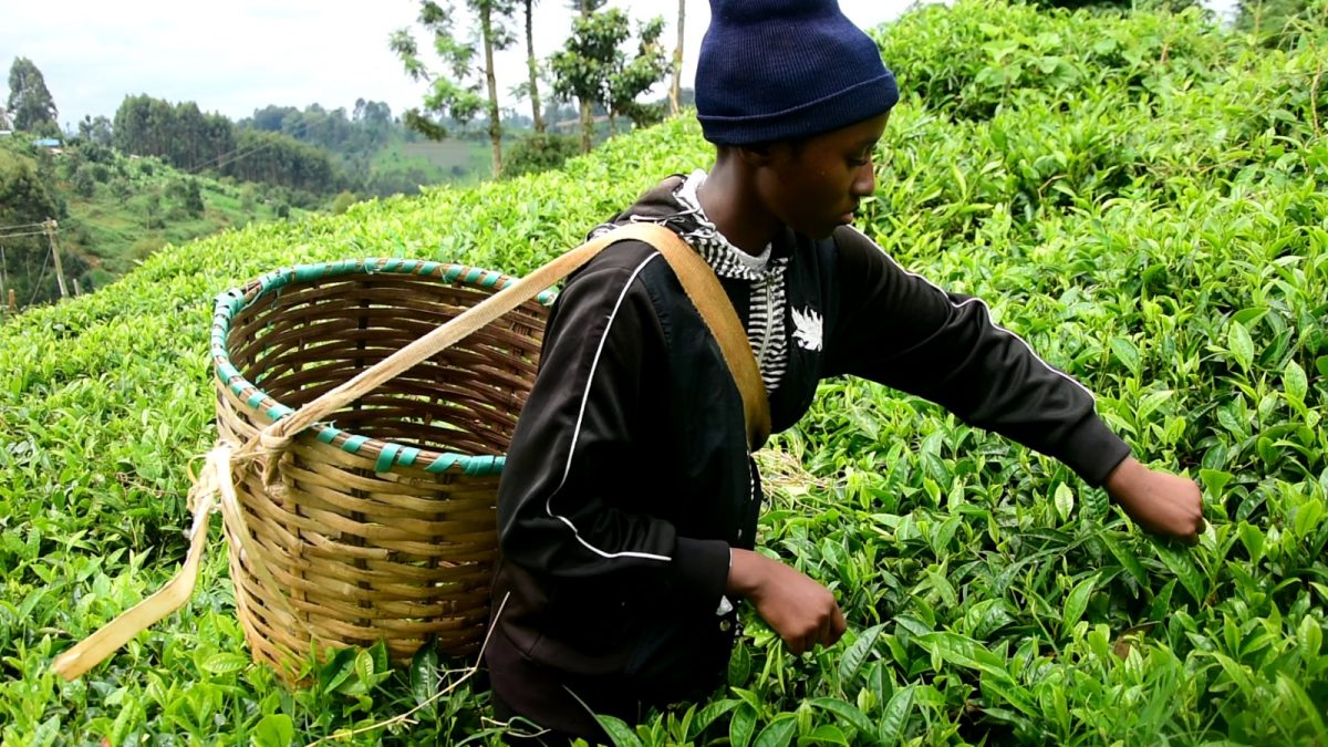 Gatundu North: Bright girl working as maid appeals for help to join secondary school