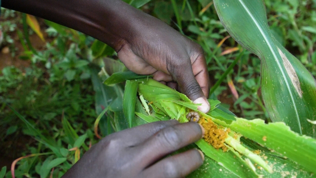 Farmers seek States help to fight worms