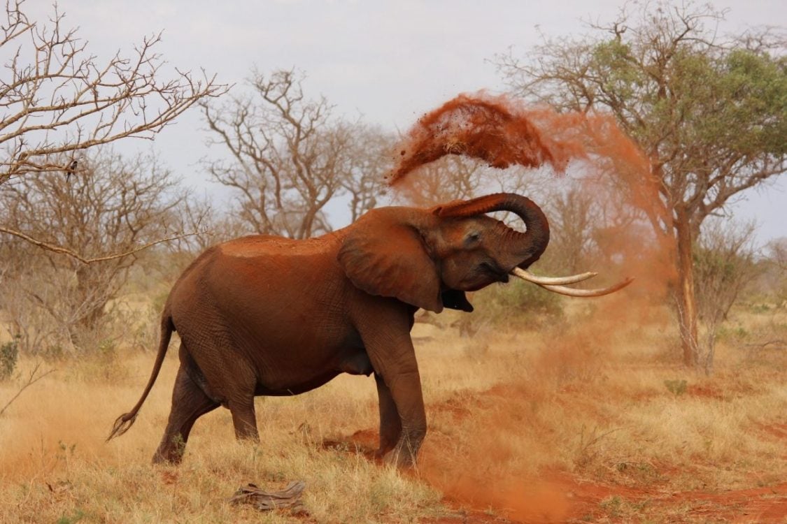 Elephants destroy property in Kitui County