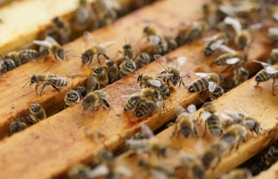 49 pupils rushed to hospital after bee attack near school