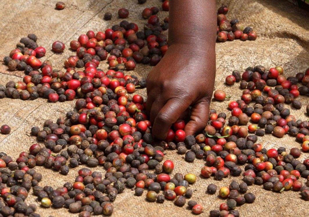 Report reveals plight of small scale Kenyan coffee farmers