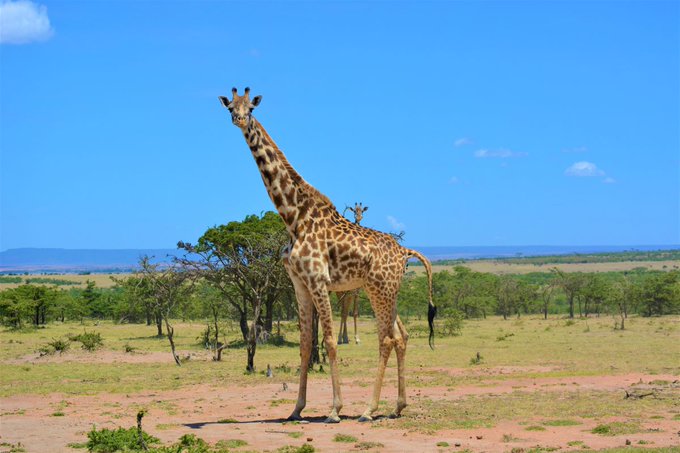 Tour guides accuse Narok County of doubling Masai Mara entry fees