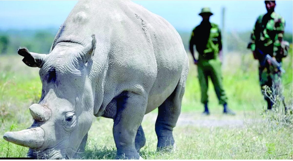 New embryos raise hopes for endangered rhino species
