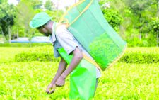 A tea picker at work. KTDA has pledged to enhance the welfare of smallholder tea farmer, with a particular focus on the implementation of key reforms. (INSET) Enos Njiru Njeru, new KTDA chair.