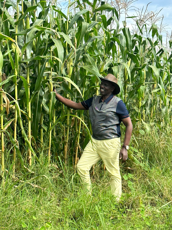 Finally, harvest season brings relief from food crisis