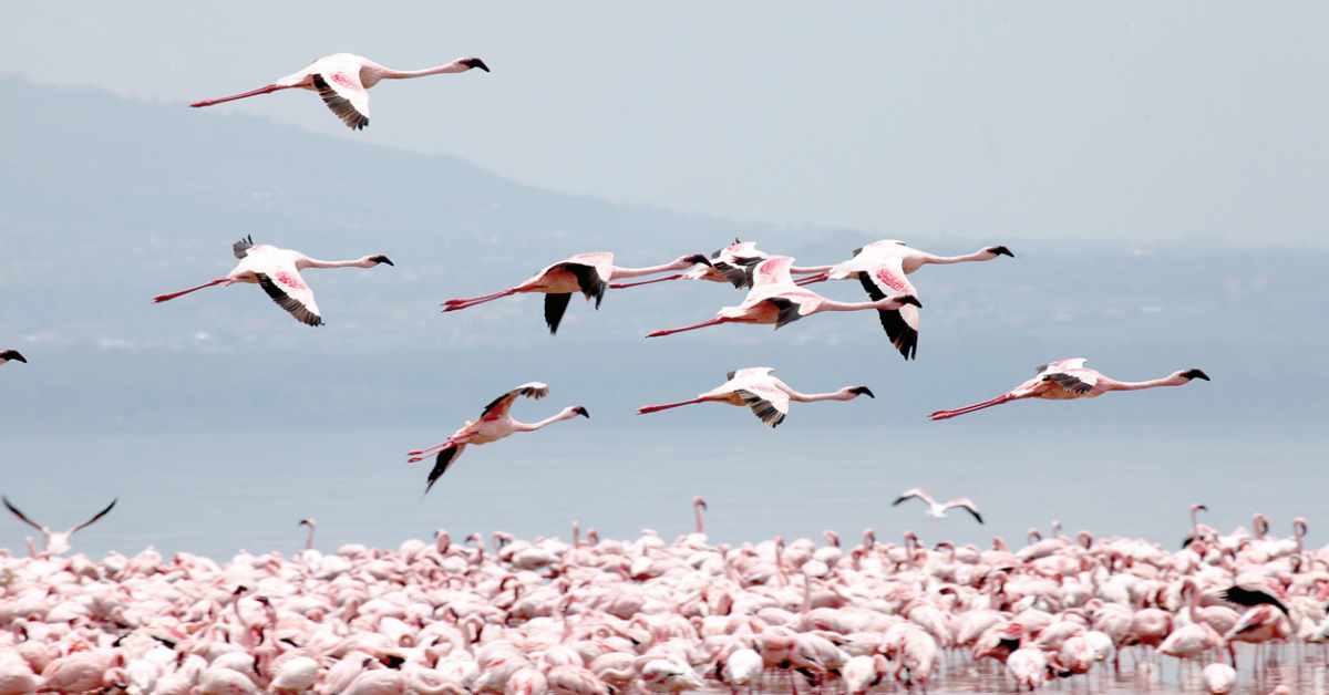 Big boost for tourism industry as flamingoes flock Lake Bogoria