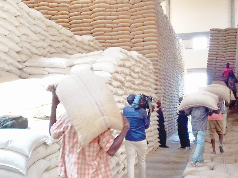 Relief for Kenyans as maize prices drop