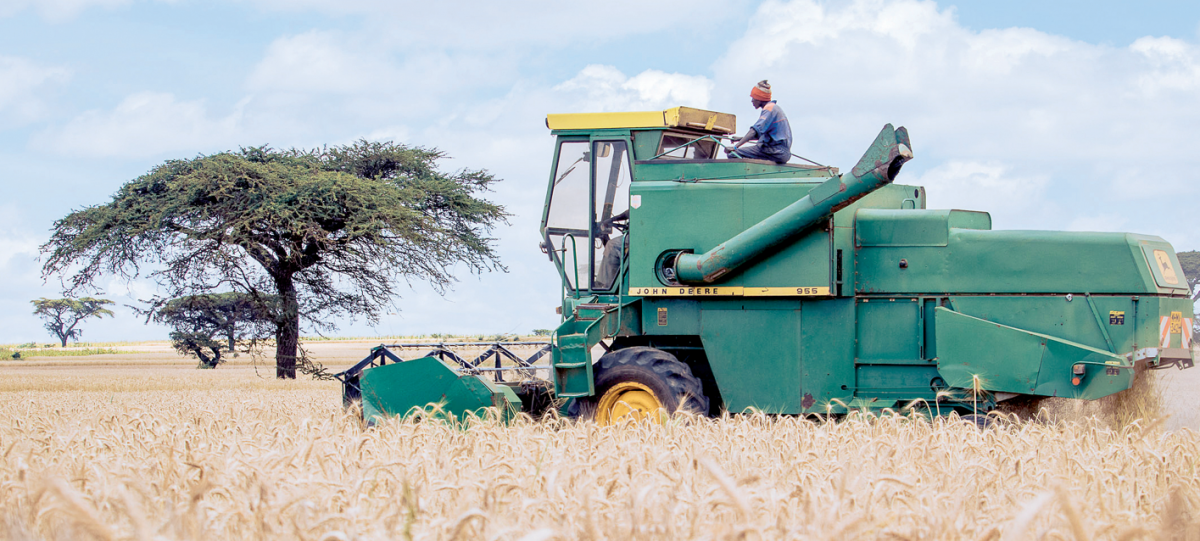 Farmers to sell wheat locally before export
