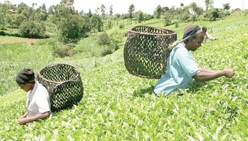 Murang’a farmers counting losses as tea brokers strike