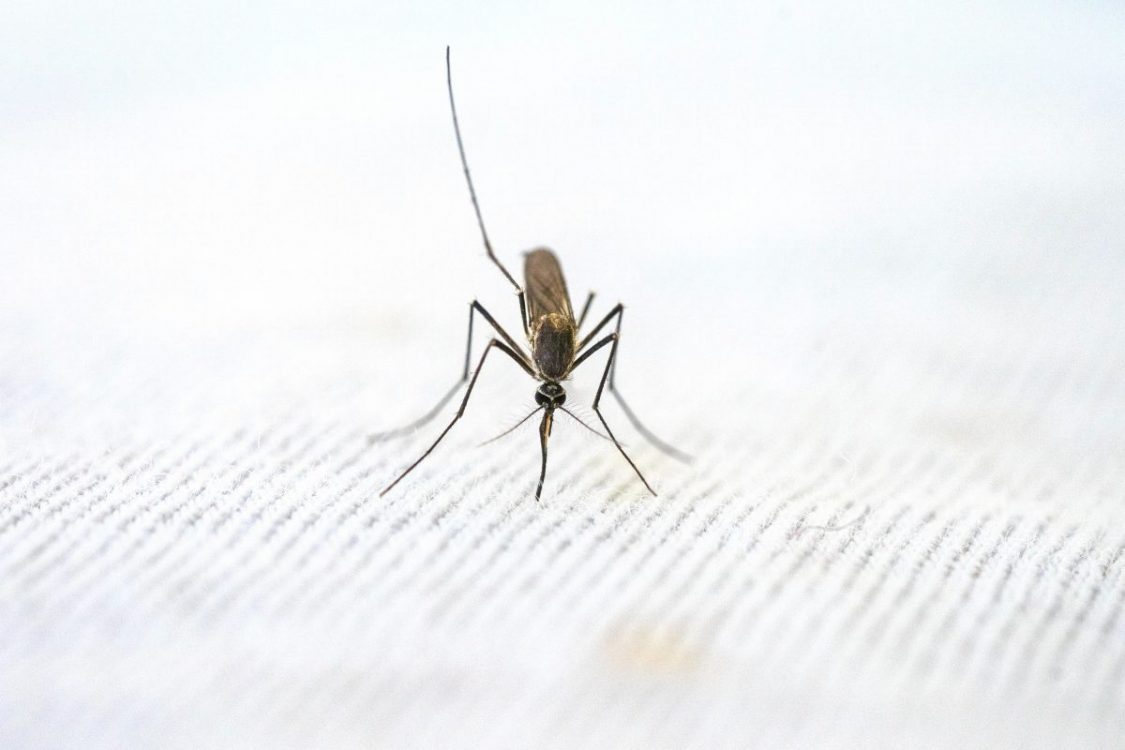 Mosquito. PHOTO/Pexels.com.