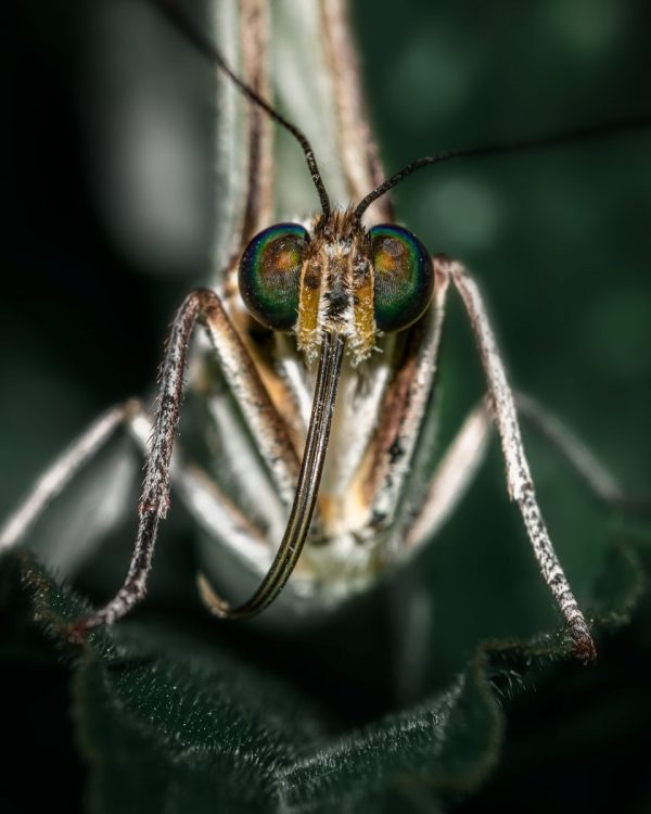 Japan funds Ksh380m malaria research centre