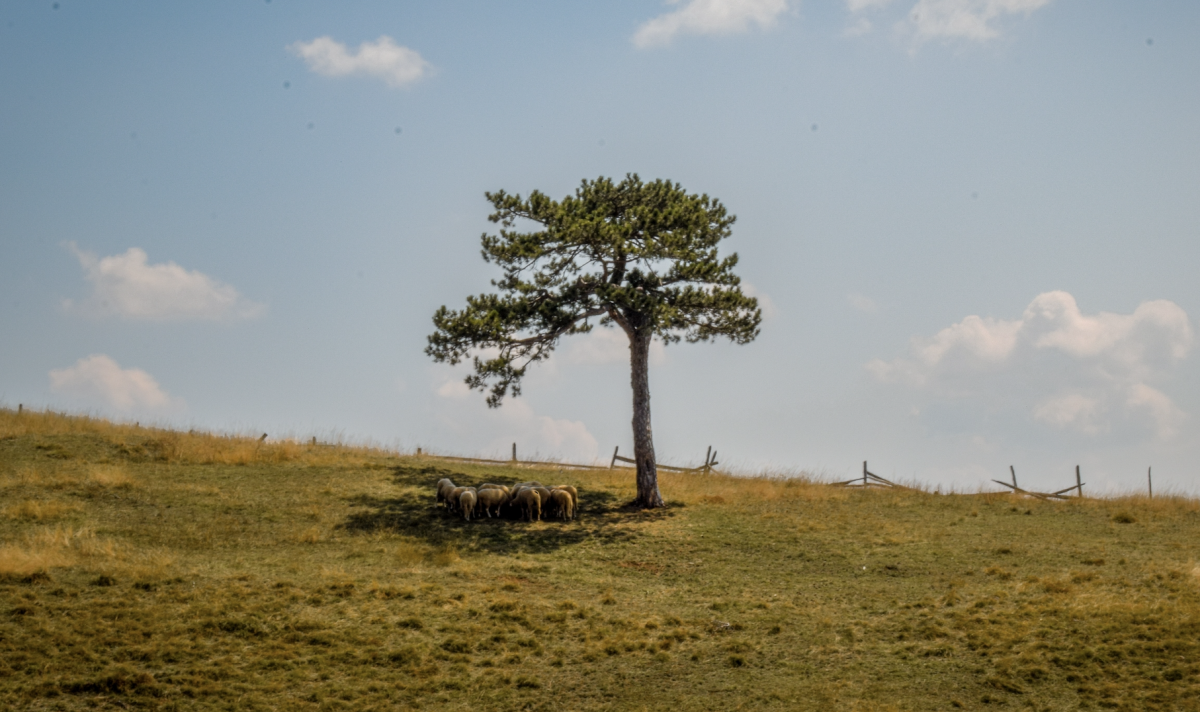 Africa Climate Summit 2023: ILRI develops Rift Valley Fever risk map