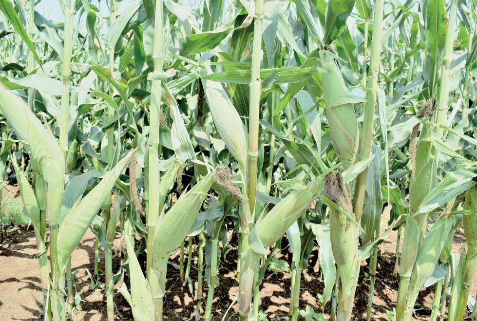 State to provide farmers hybrid maize seeds next year to boost production