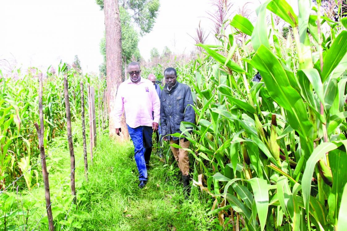 Farmers breathe sigh of relief as State assures on maize buying