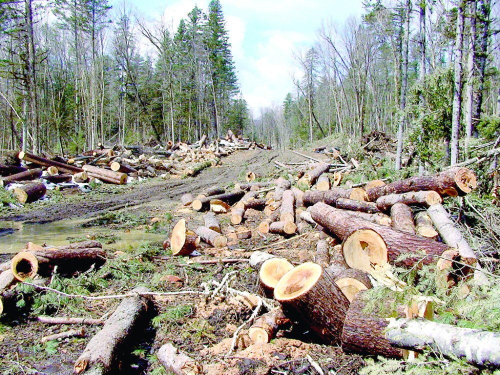 Court now suspends Ruto’s directive to lift ban on logging