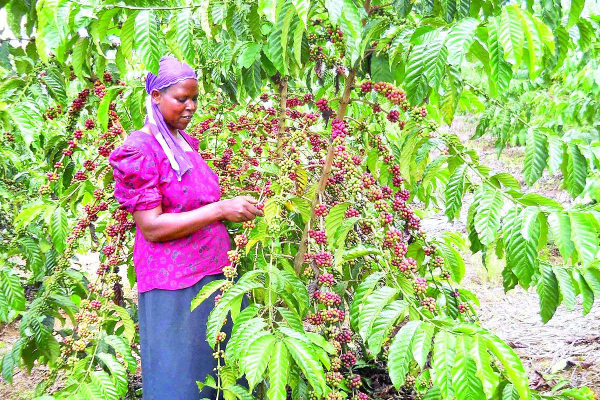 Coffee reforms must bear fruit for farmers