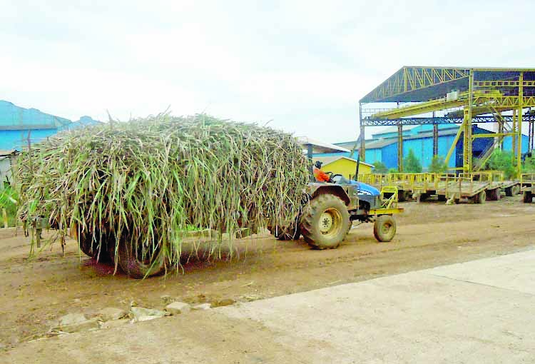 Tractor delivers cane to West Kenya Sugar Company in Kabras in Kakamega County. PHOTO/Print