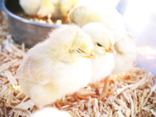 Day-old chicks shortage looms, experts warn