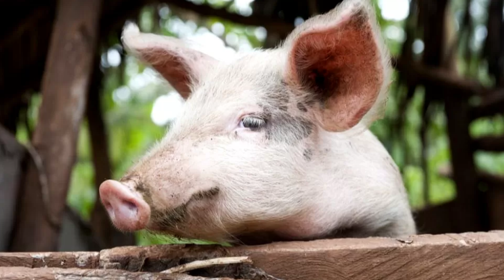 Uganda’s NDA found HIV drugs in meat but didn’t issue warning