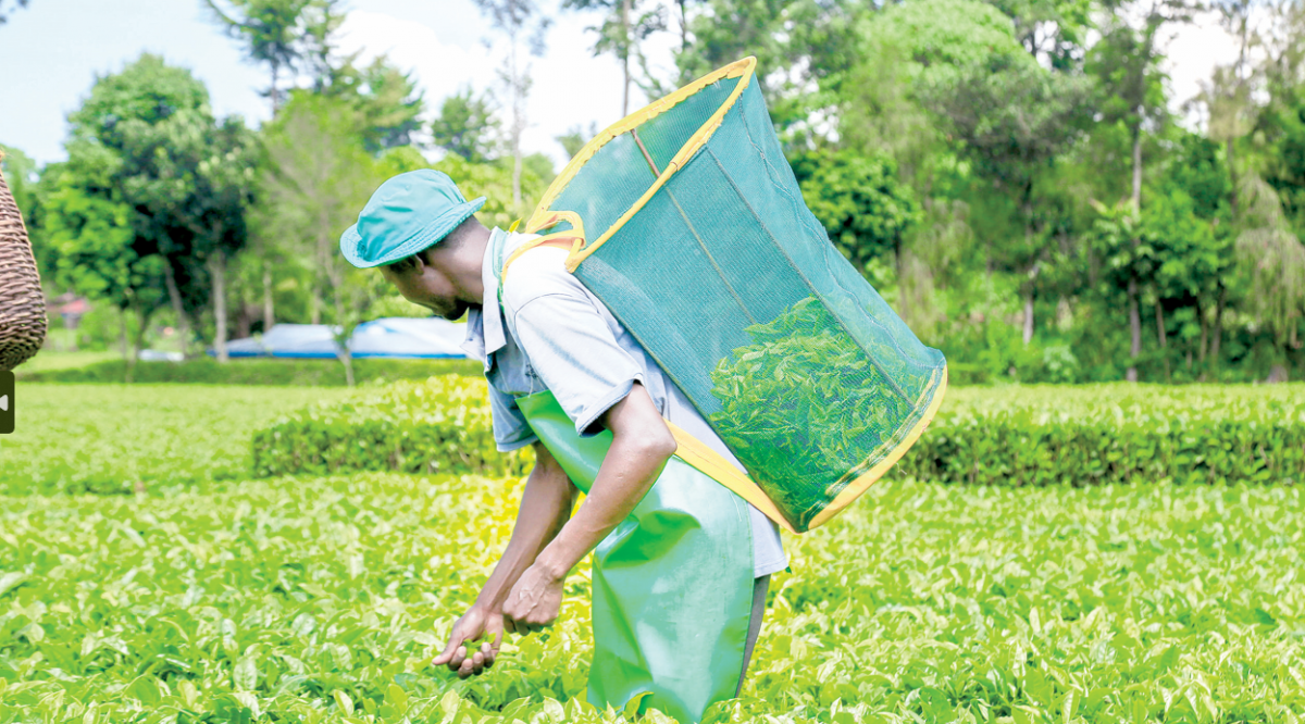 Windfall for Gatundu farmers as earnings increase by Sh7 a kilo