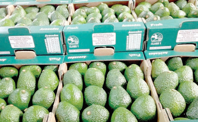 First avocado consignment gets to India