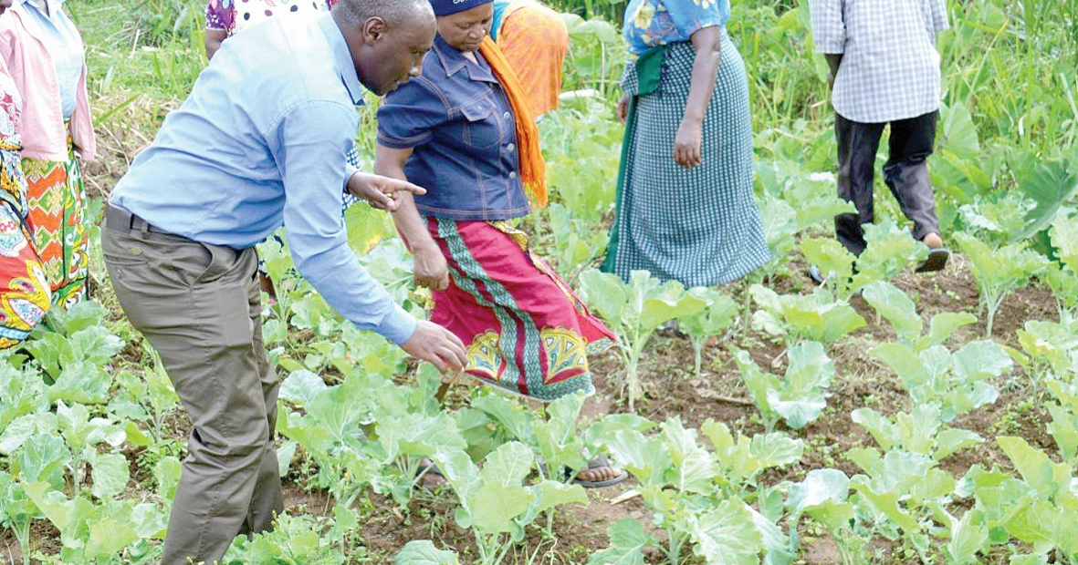 Kenya to gain from Sh1.5b vegetable production plan