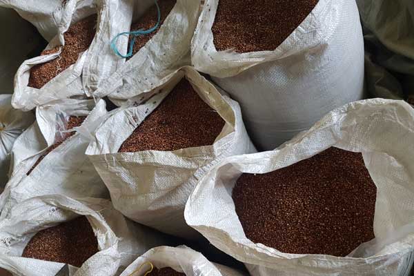 EABL taps Murang’a farmers in sorghum deal