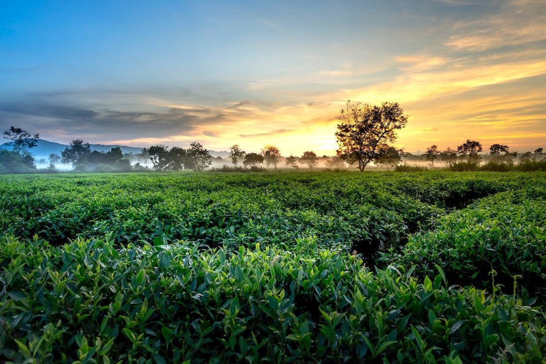 Tea farmers to earn record Sh44b in bonus despite global shocks