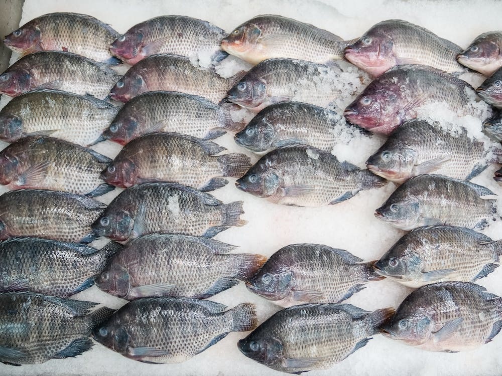 State told to complete key fish landing ports