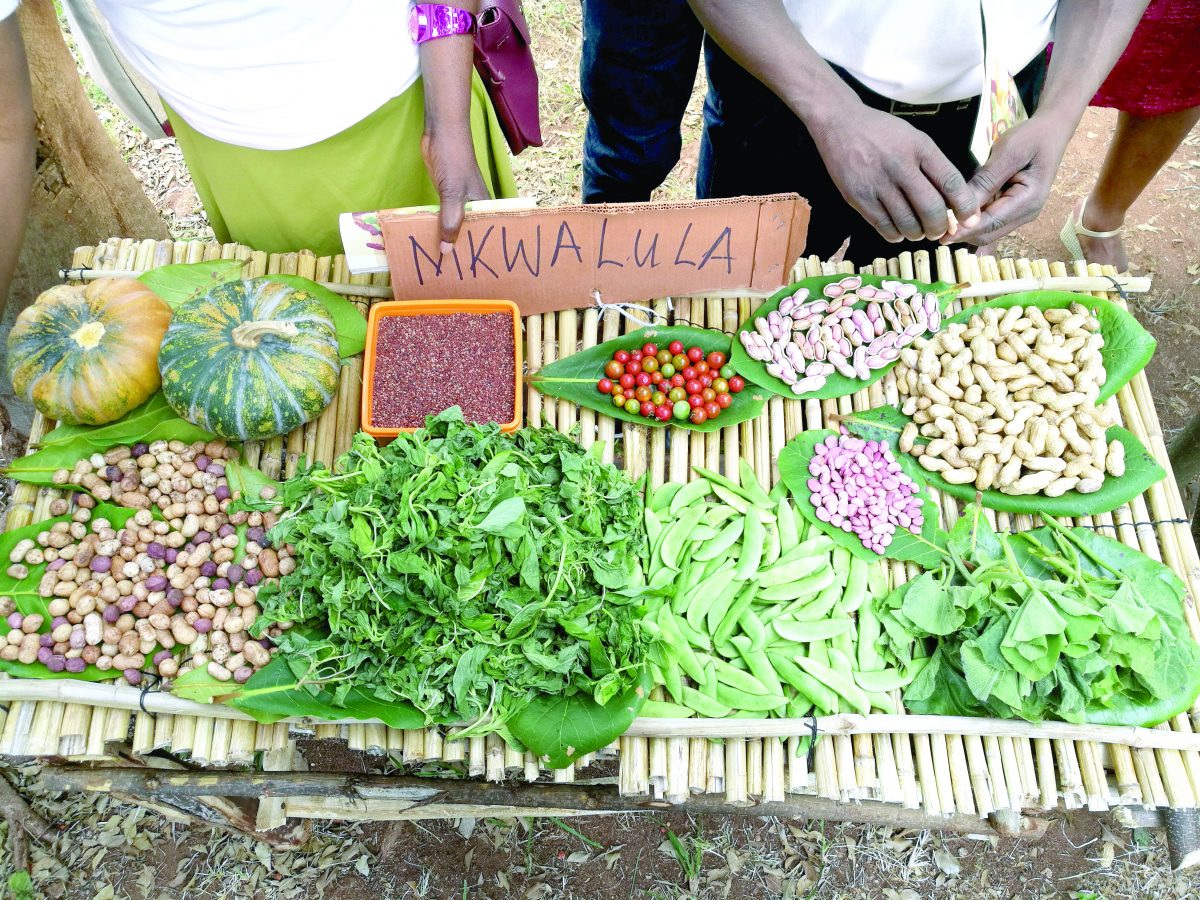 Kenyans urged to eat, grow indigenous foods for nutrition