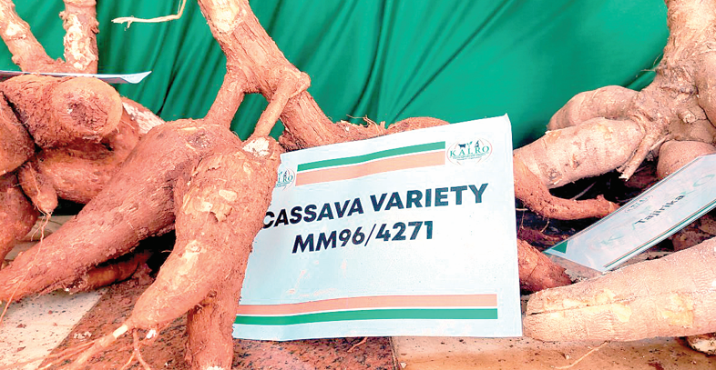 Use neglected crops to address food insecurity