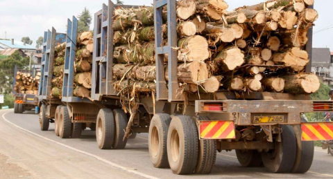 Ruto order lifting ban on logging is illegal, court rules