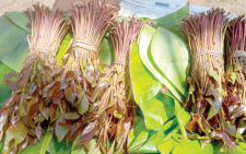 State proposes new miraa handling rules