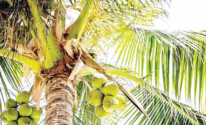 Senate Bill seeks to make oil, nut crops farming lucrative