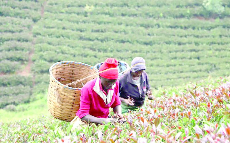 Karunguru Coffee Farm also made it on the list. PHOTO/Harriet James