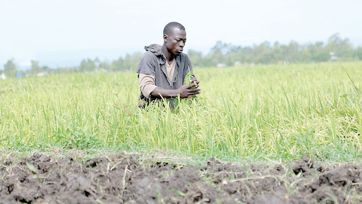 Agency gets Sh3b to rebuild Ahero irrigation schemes