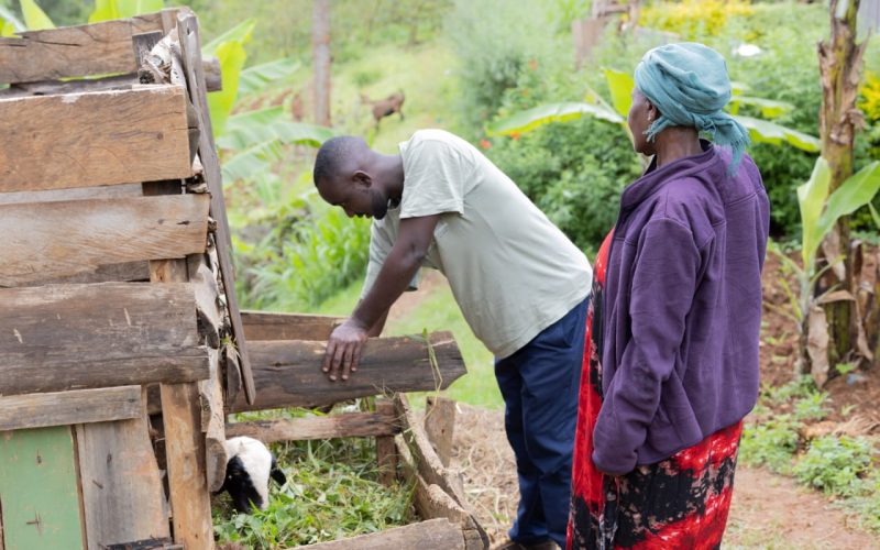 Jason Kamweti and his grandmother tending their animals at their Ndima-ini home. PHOTO/Loise Wambugu